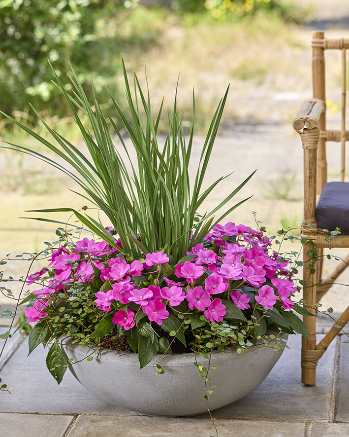 SunPatiens Compact Hot Pink 4000340 sfeer v 2 lowres