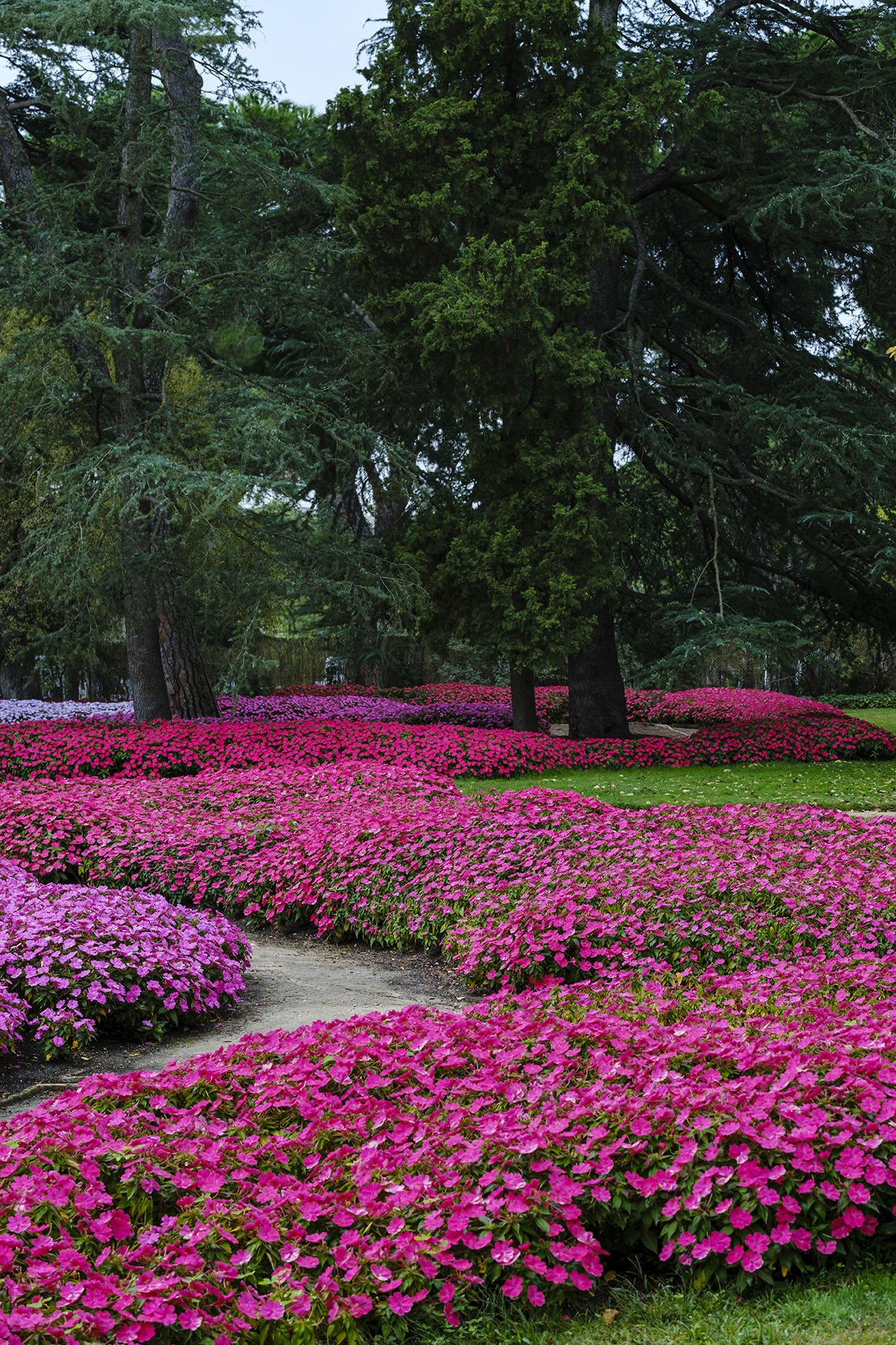 SunPatiens categorie 03