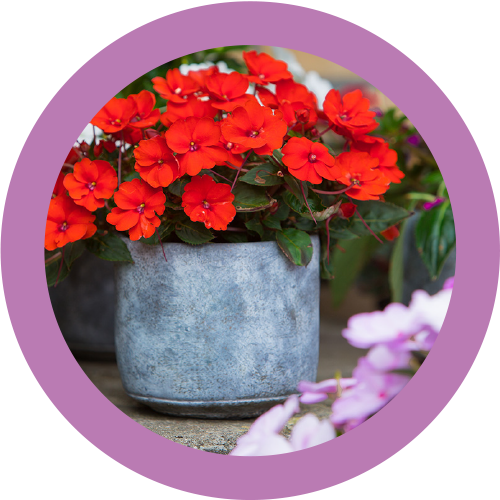 SunPatiens img categorie 01