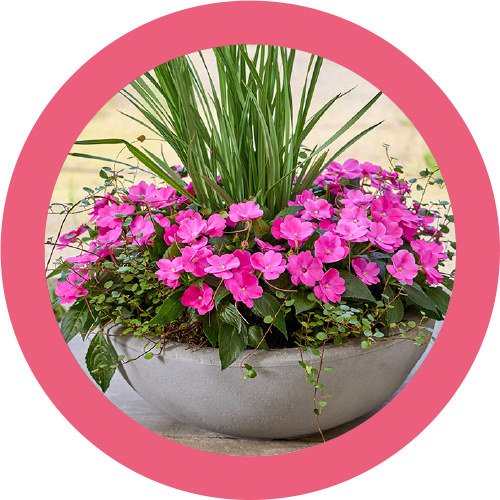 SunPatiens img categorie 02