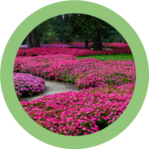 SunPatiens img categorie 03