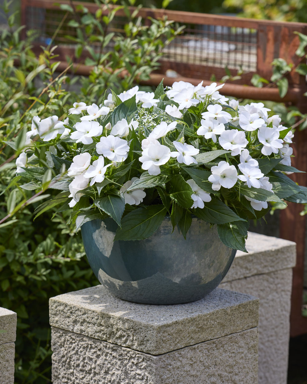 SunPatiens Compact White 4000301 sfeer LR